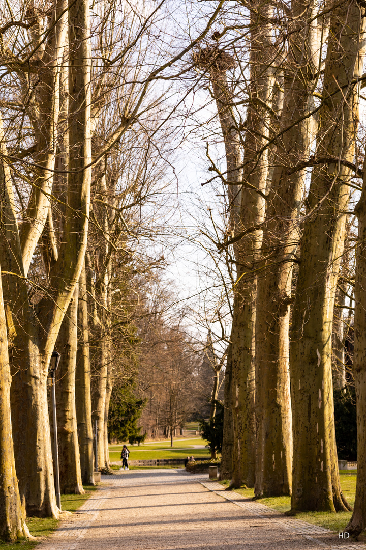 Platanen im Schlosspark