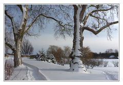 Platanen im Schnee