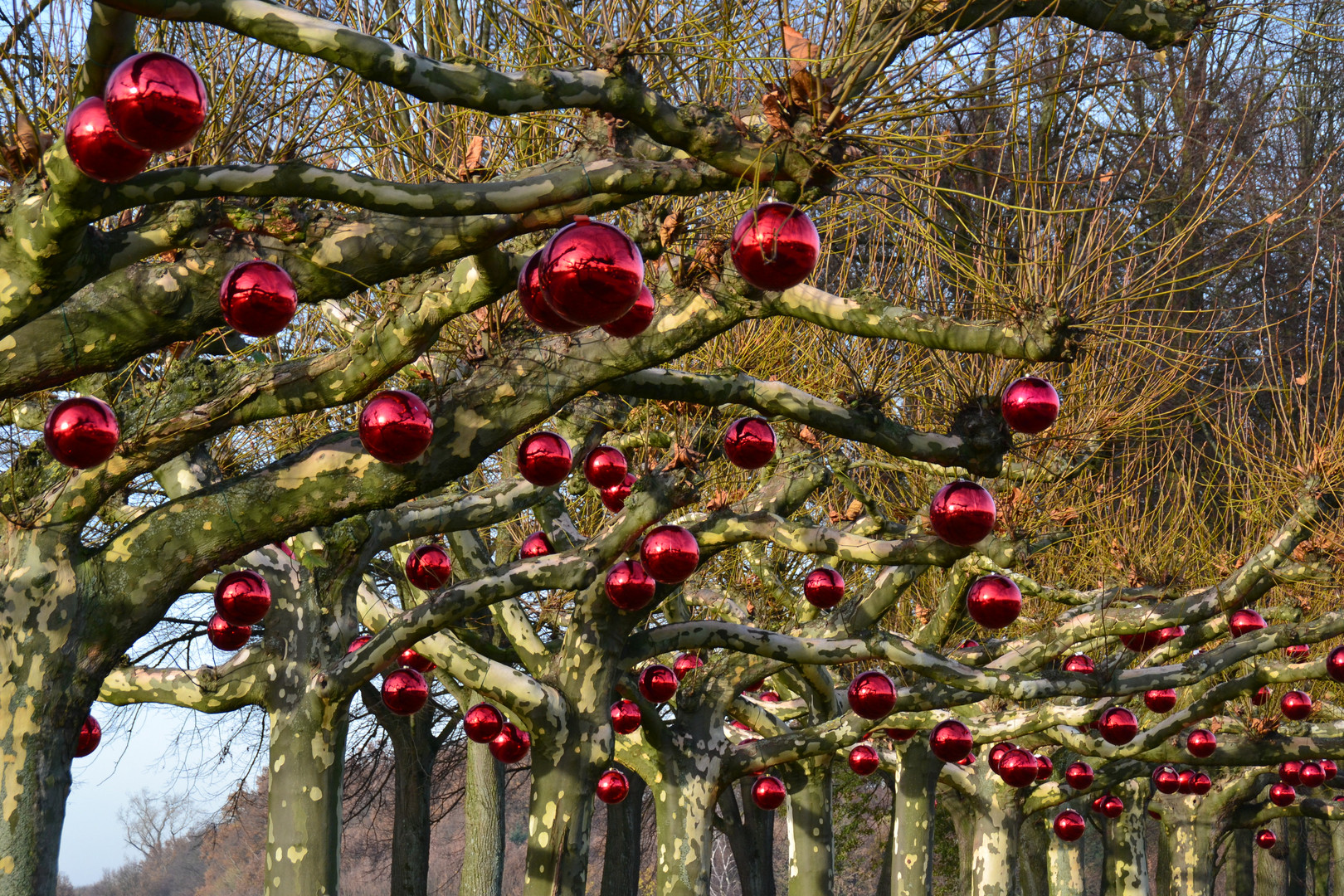 Platanen mit Christbaumkugeln...