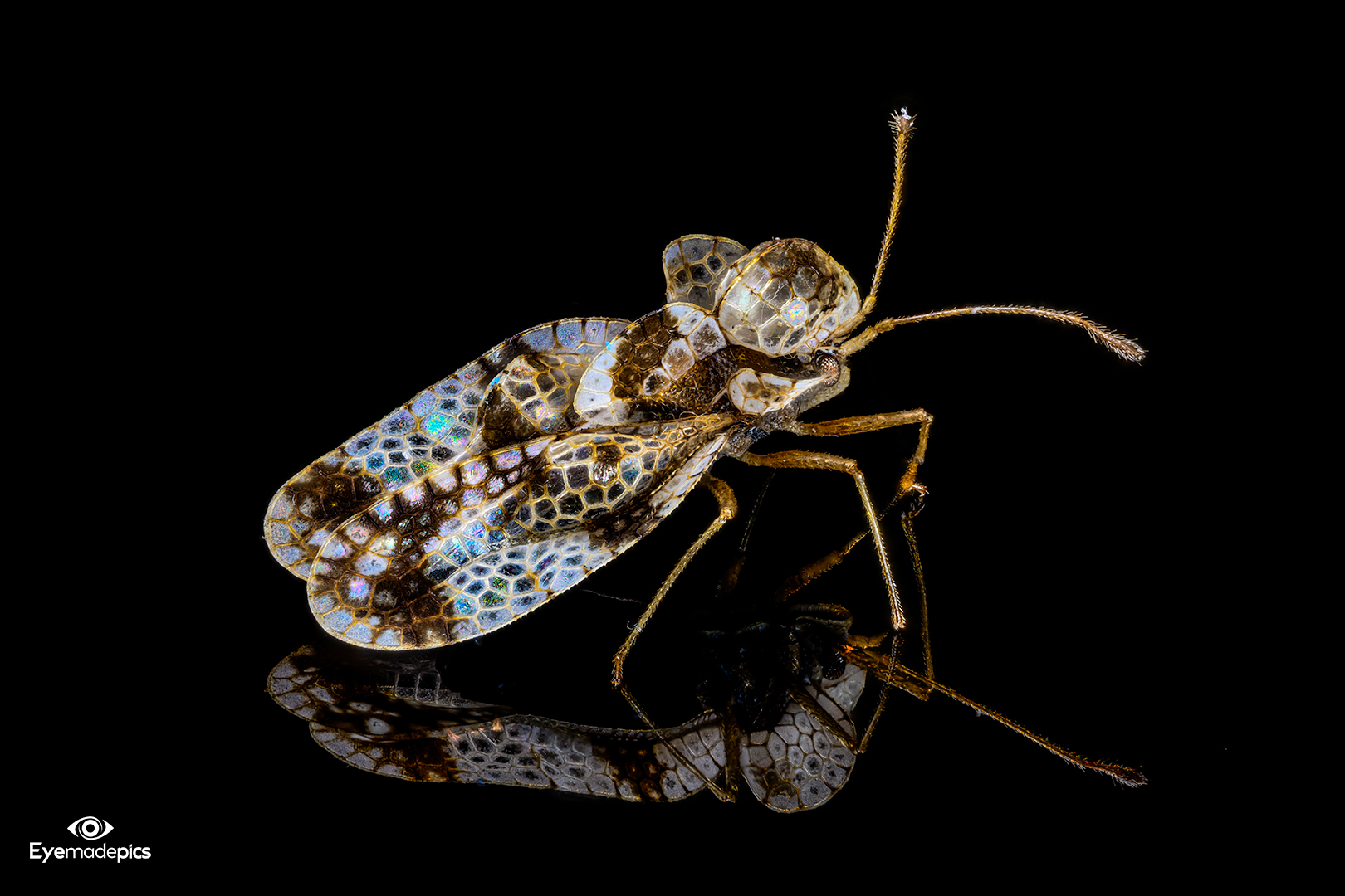 Platanen-Netzwanze (Corythucha ciliata; gehört zur Familie der Netzwanzen (Tingidae))