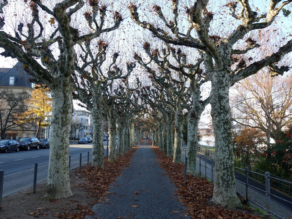 Platanenallee am Main 