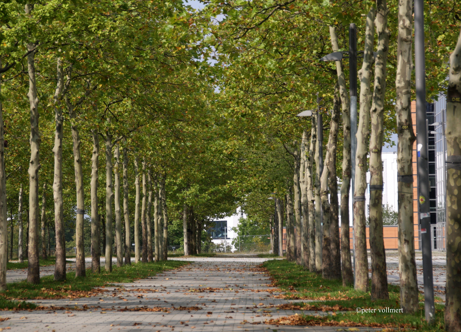 Platanenallee auf dem Expo Gelände Hannover