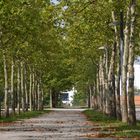 Platanenallee auf dem Expo Gelände Hannover