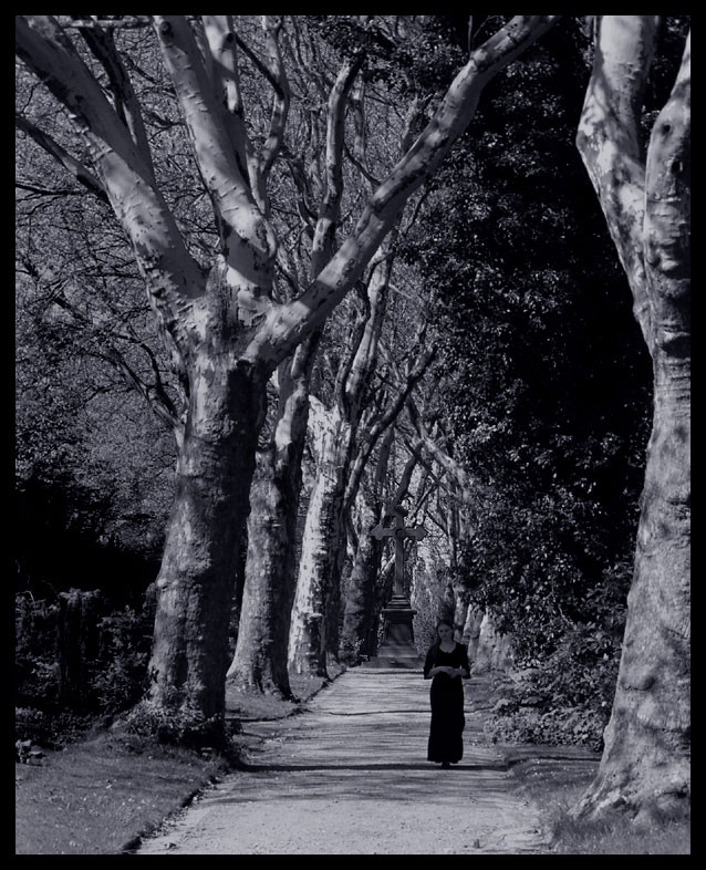 Platanenallee auf dem Friedhof Altenbochum/Laer in Bochum