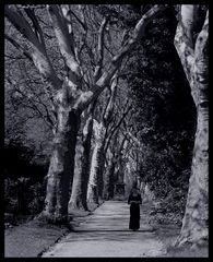 Platanenallee auf dem Friedhof Altenbochum/Laer in Bochum