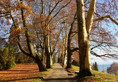 Platanenallee auf der Insel Mainau