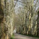 Platanenallee auf der Neckarinsel in Tübingen