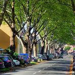 Platanenallee im Frühherbst