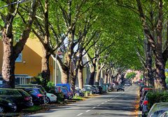 Platanenallee im Frühherbst