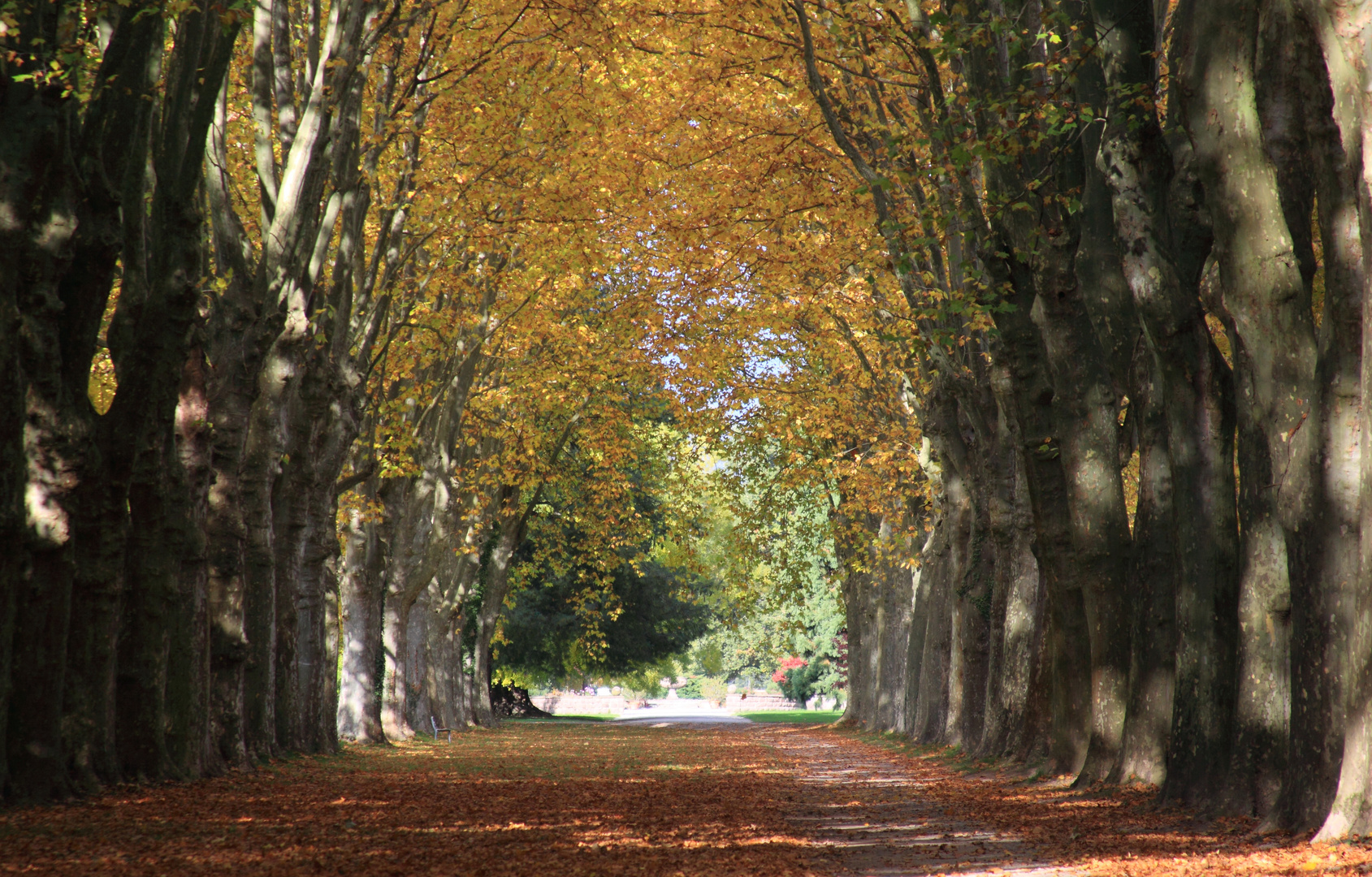 Platanenallee im Herbstkleid ...