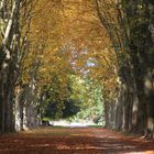 Platanenallee im Herbstkleid ...