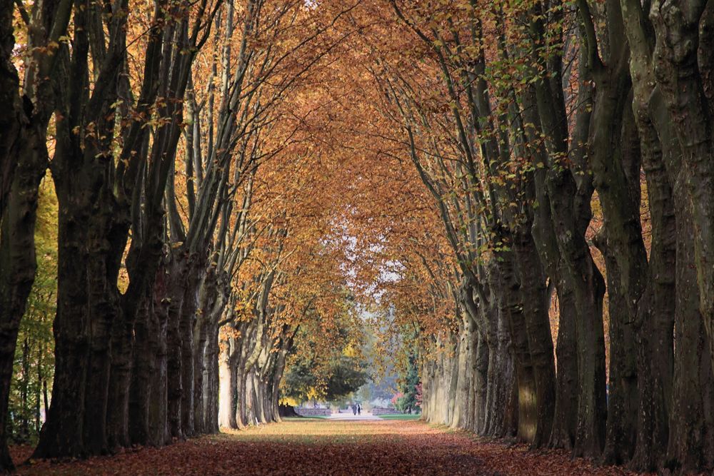 Platanenallee Parc de Schoppenwihr in der Abendsonne (1865 gepflanzt)