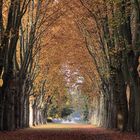 Platanenallee Parc de Schoppenwihr in der Abendsonne (1865 gepflanzt)