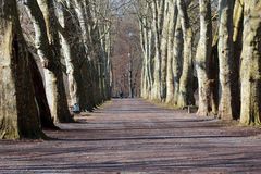 Platanenallee Tübingen