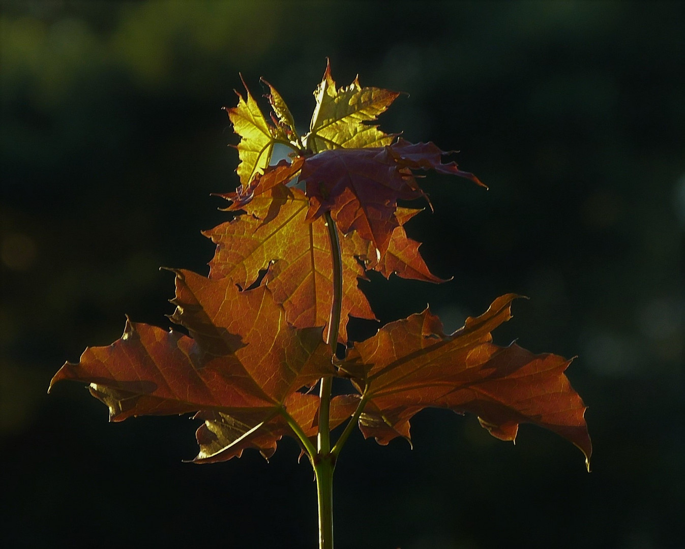 Platanenblatt im Herbst..