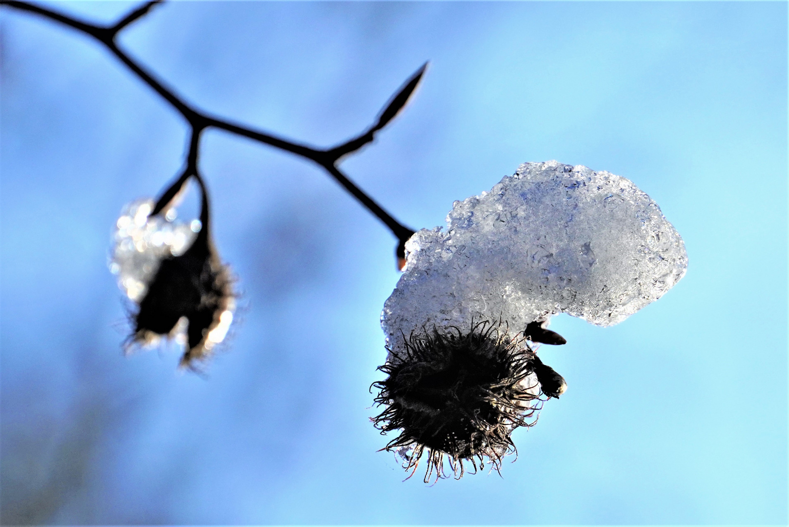 Platanenfrüchte mit Schneehaube Foto &amp; Bild | pflanzen, pilze ...