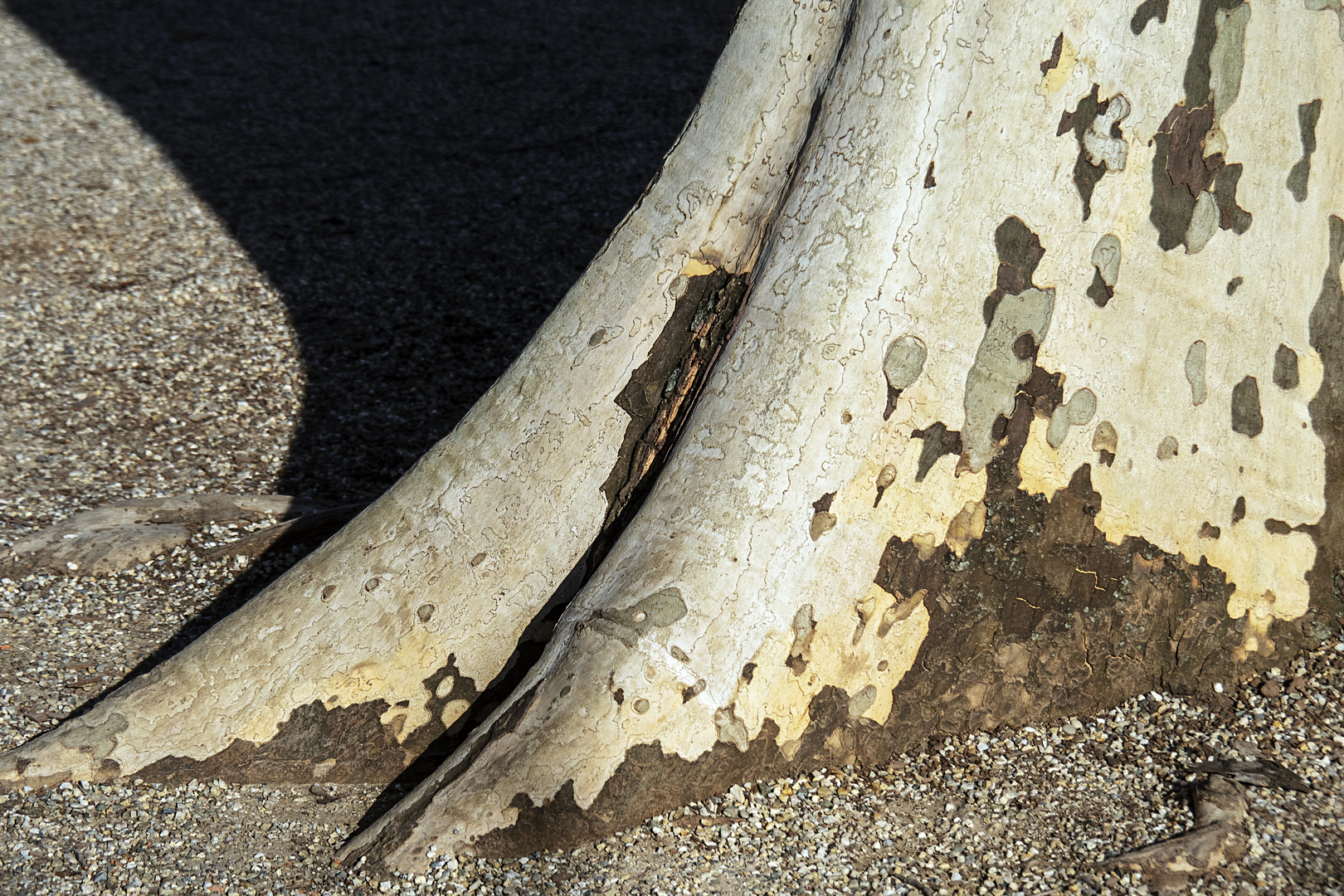 platanenfuss mit schatten