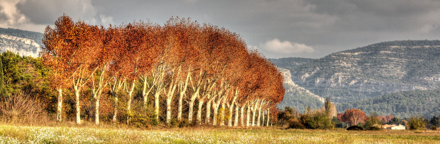 PLATANES