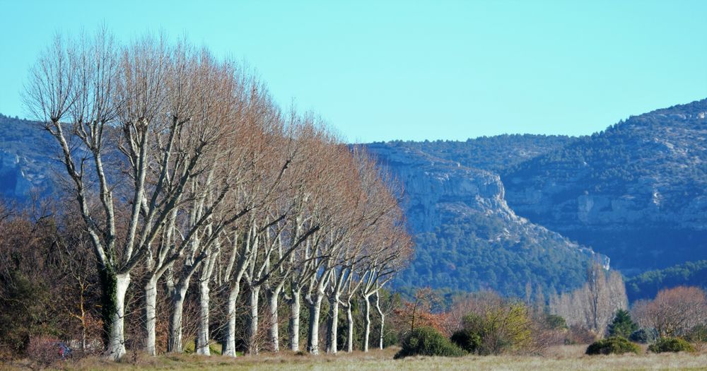 PLATANES D'HIVER