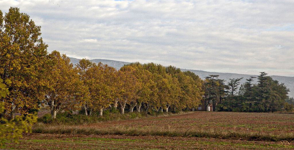 Platanes en automne