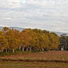 Platanes en automne