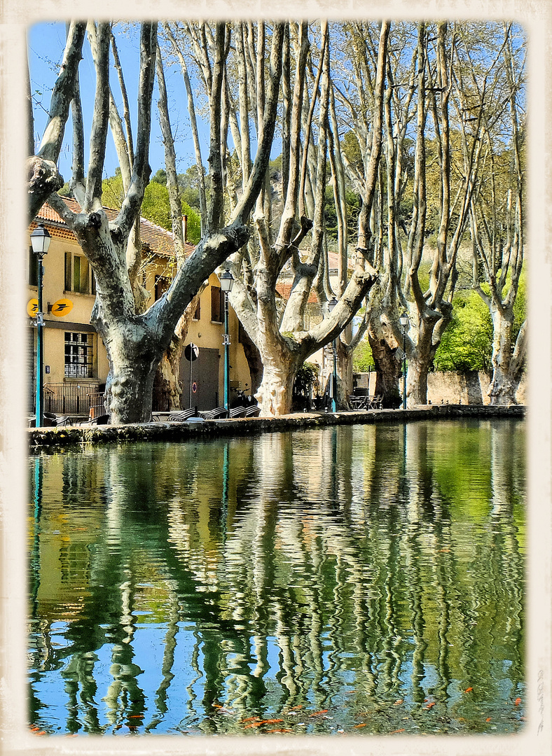 Platanes en reflets