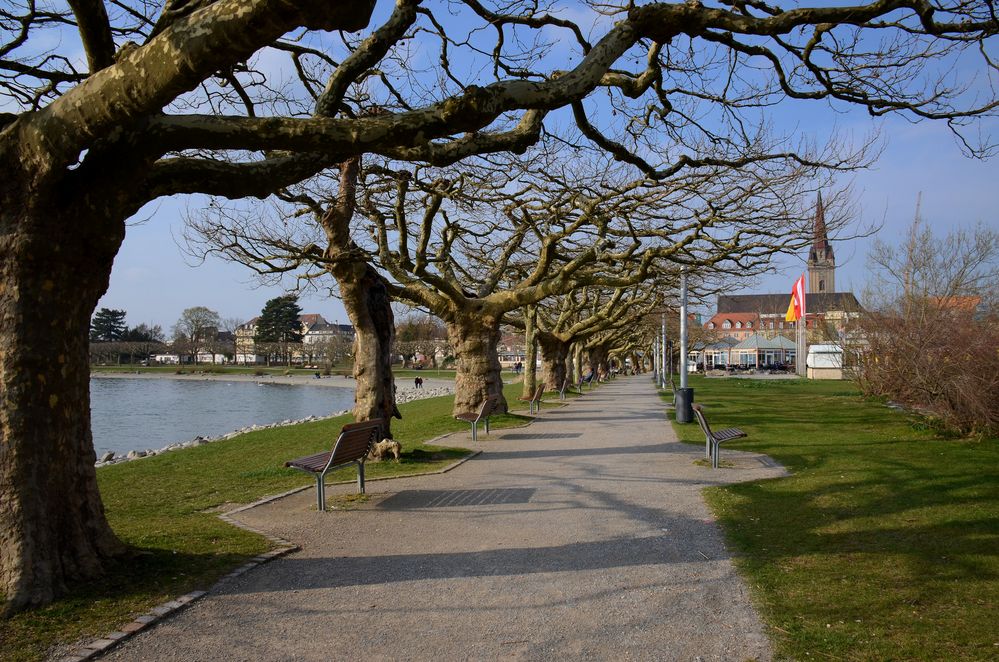 Platanien entlang der Strandpromenade