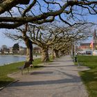 Platanien entlang der Strandpromenade