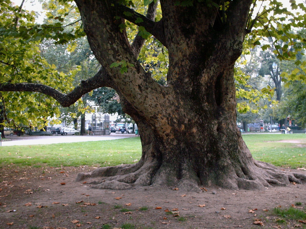 Platano monumentale