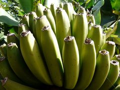 Platanos