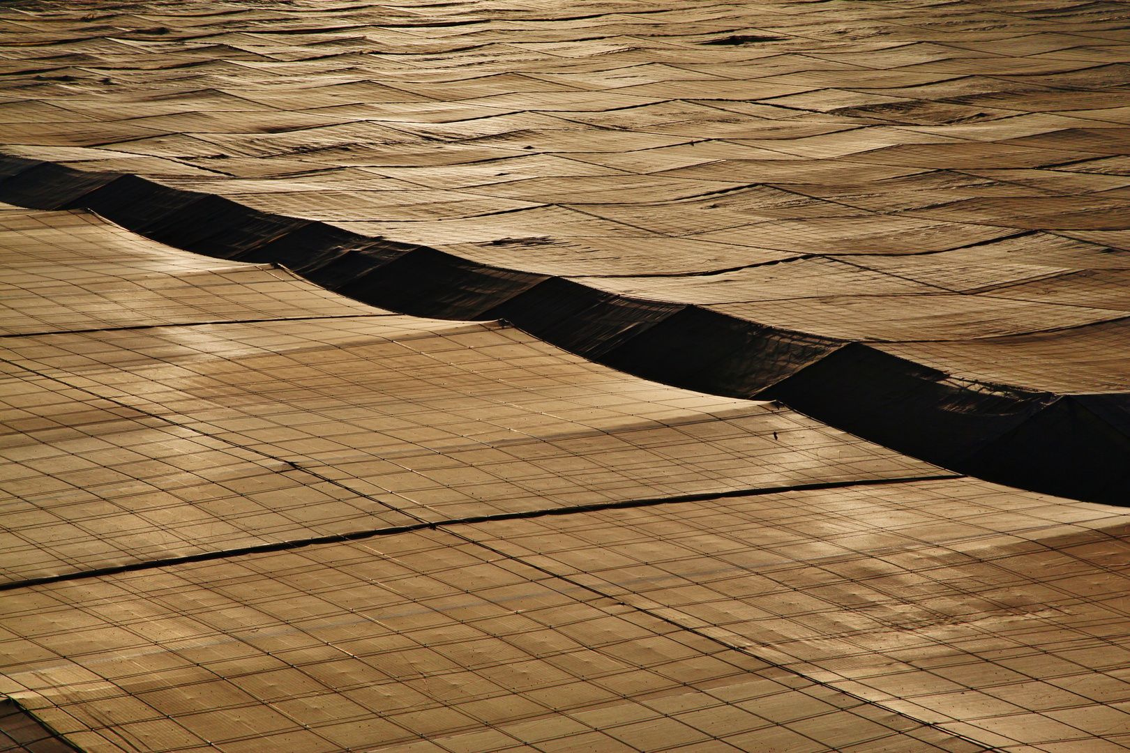 Platanos Foto & Bild europe, canary islands die kanaren, spain Bilder