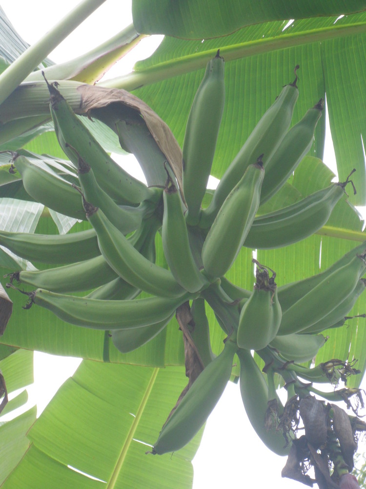 platanos cubiertos de rocio