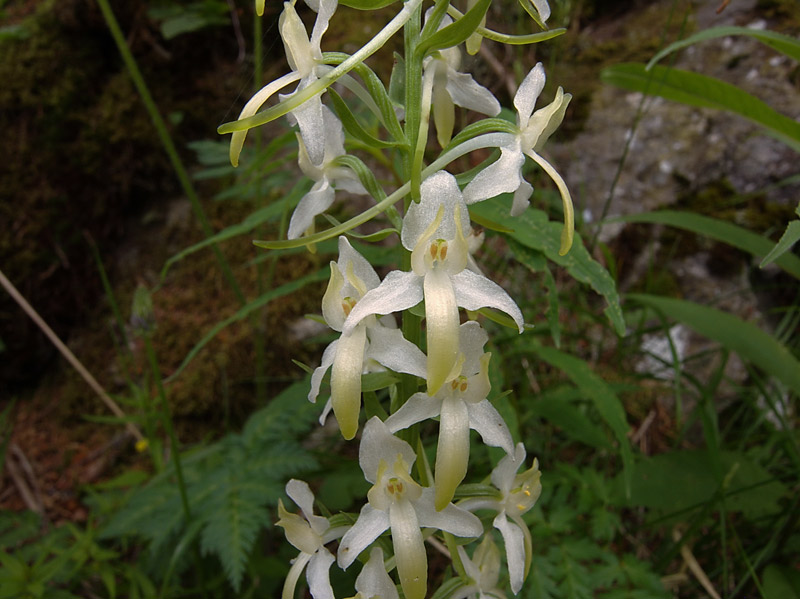 Platanthera bifolia