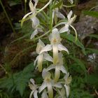 Platanthera bifolia