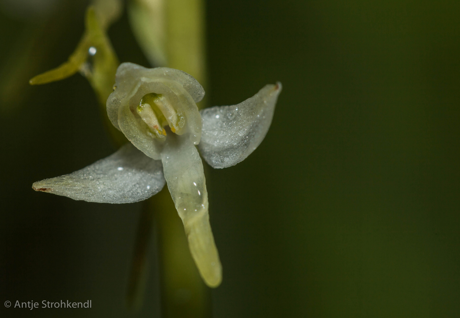 Platanthera bifolia