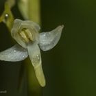 Platanthera bifolia