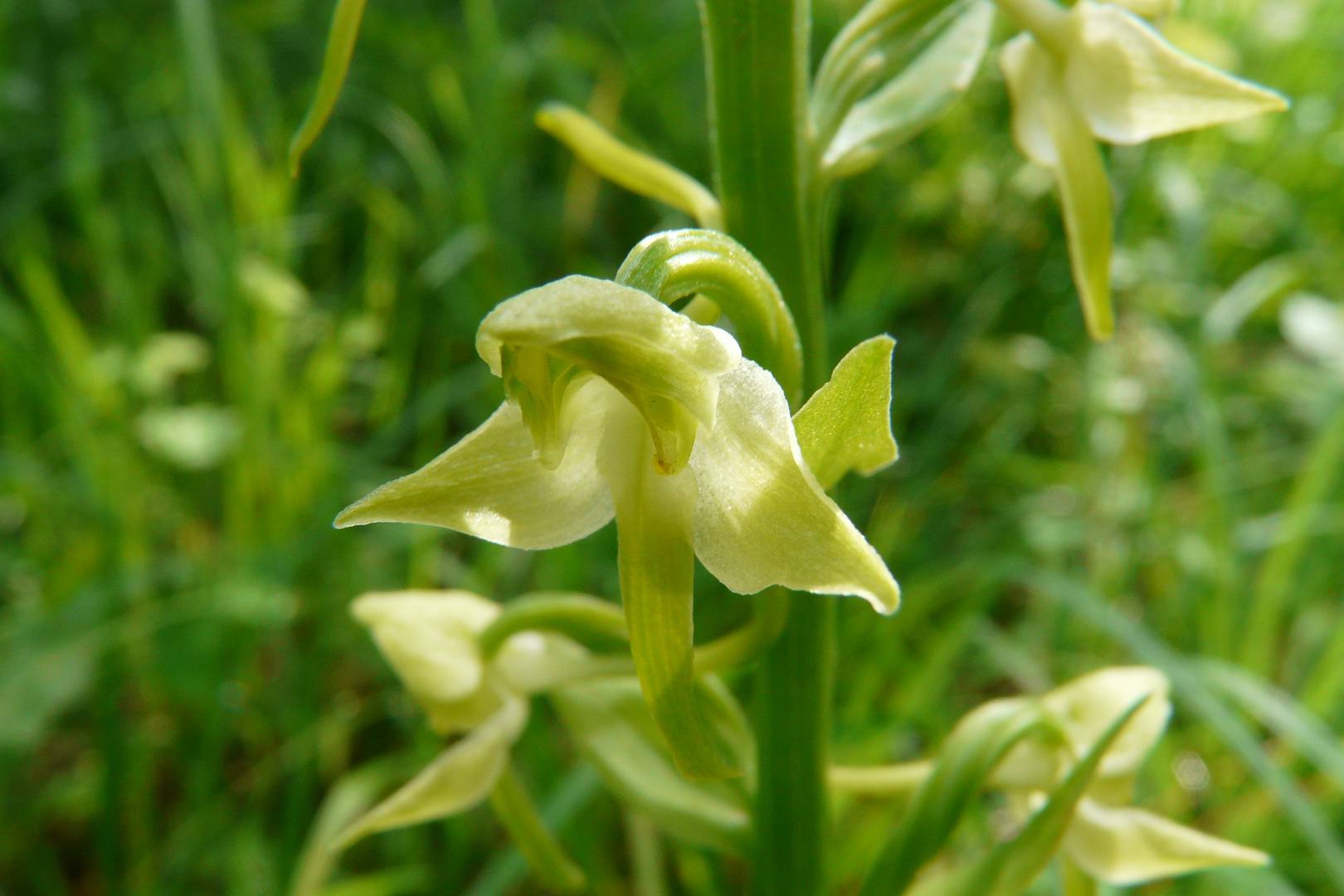 Platanthera chlorantha - Die grünliche Waldhyazinthe