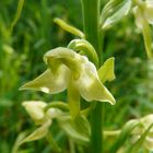 Platanthera chlorantha - Die grünliche Waldhyazinthe