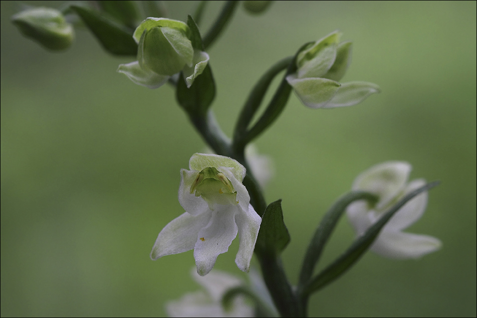 Platanthera chlorantha sépalisée