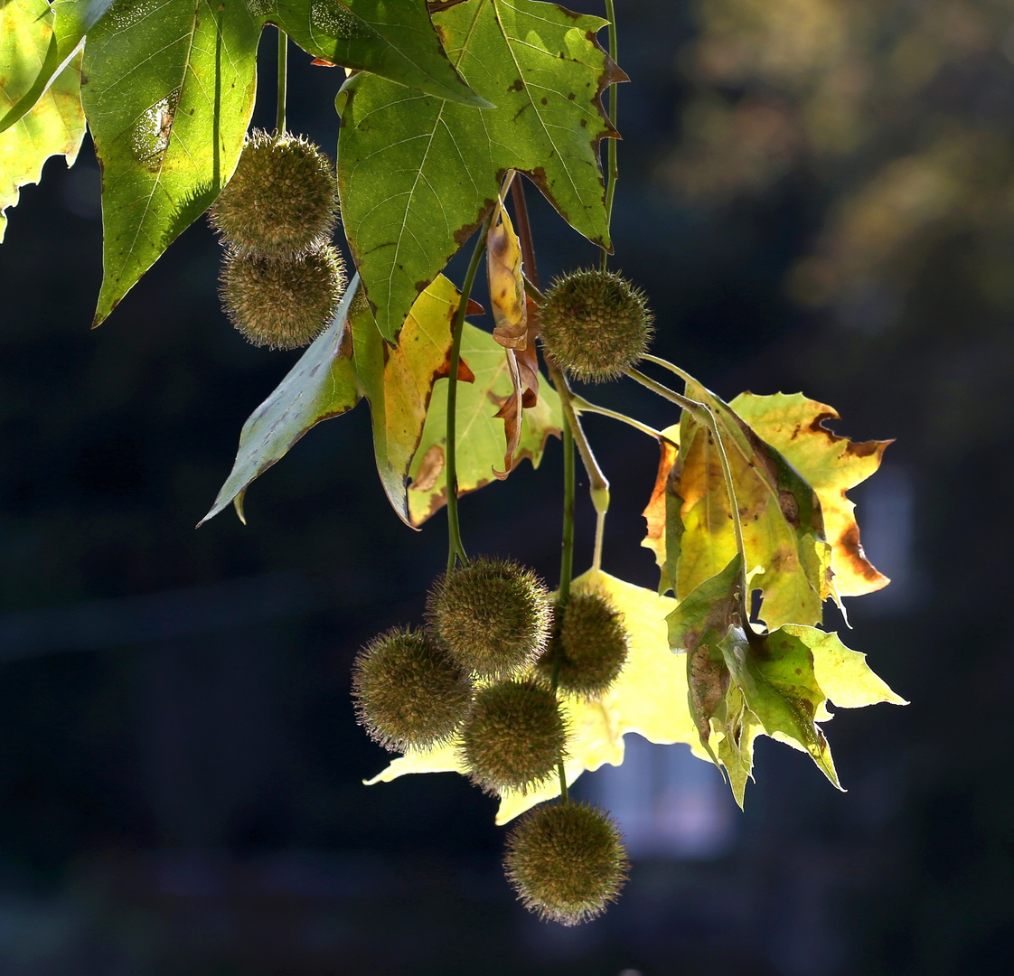 Platanus acerifolia