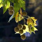 Platanus acerifolia