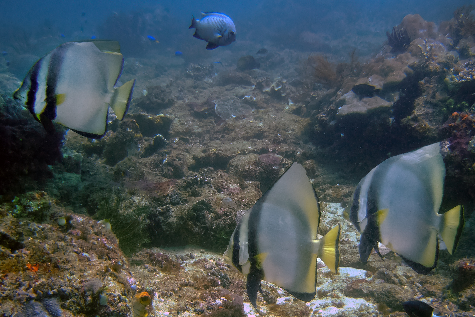 Platax fish known as Batfish