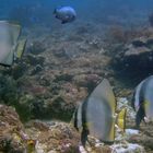 Platax fish known as Batfish