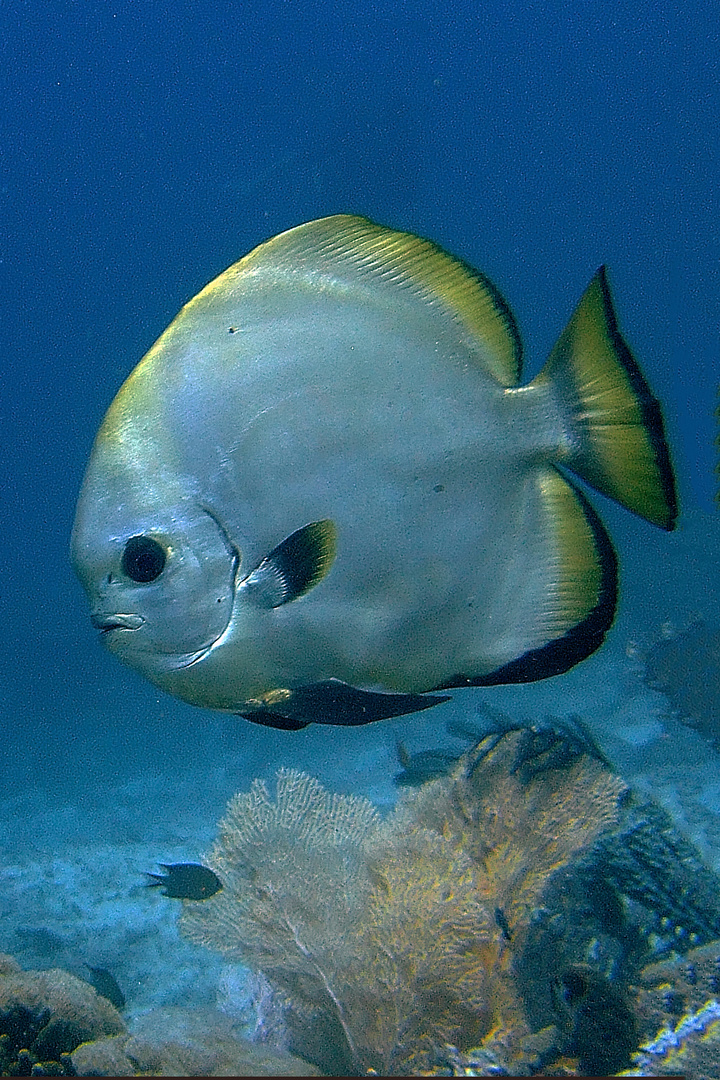 Platax known as batfish