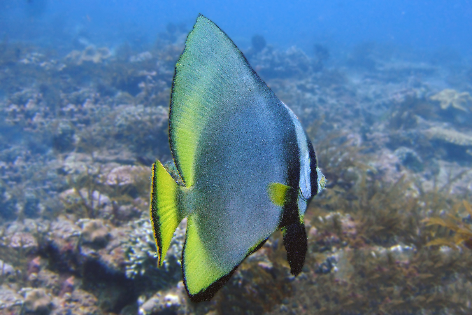 Platax known as batfish