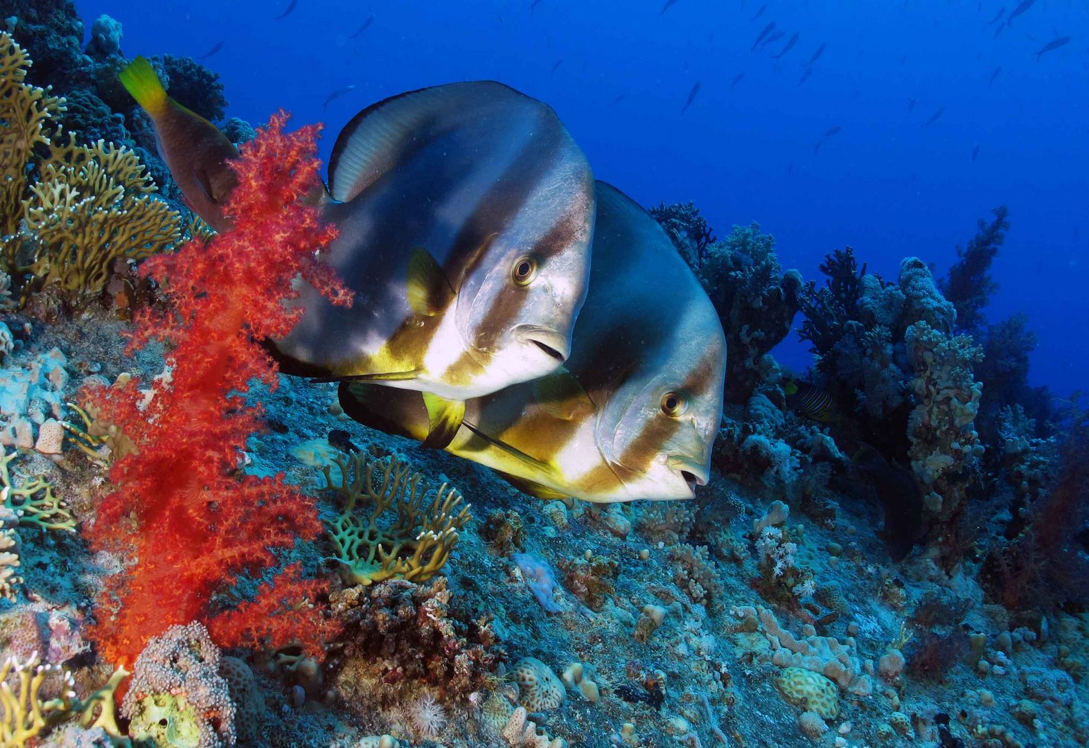 platax mer rouge