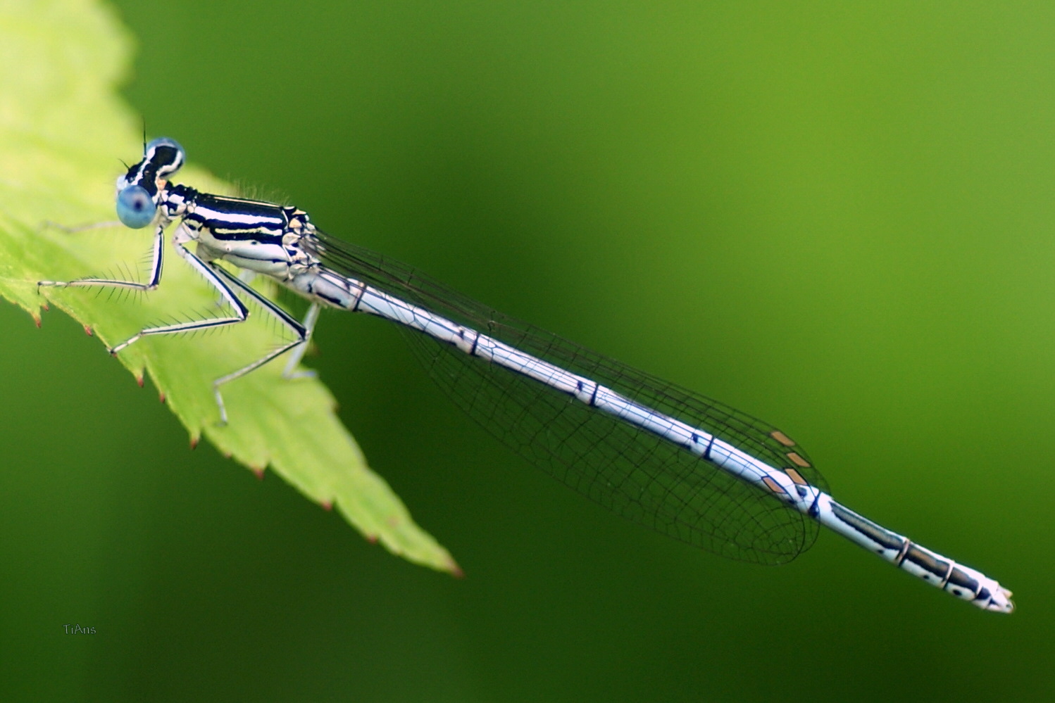 Platcnemis latipes male