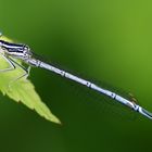 Platcnemis latipes male