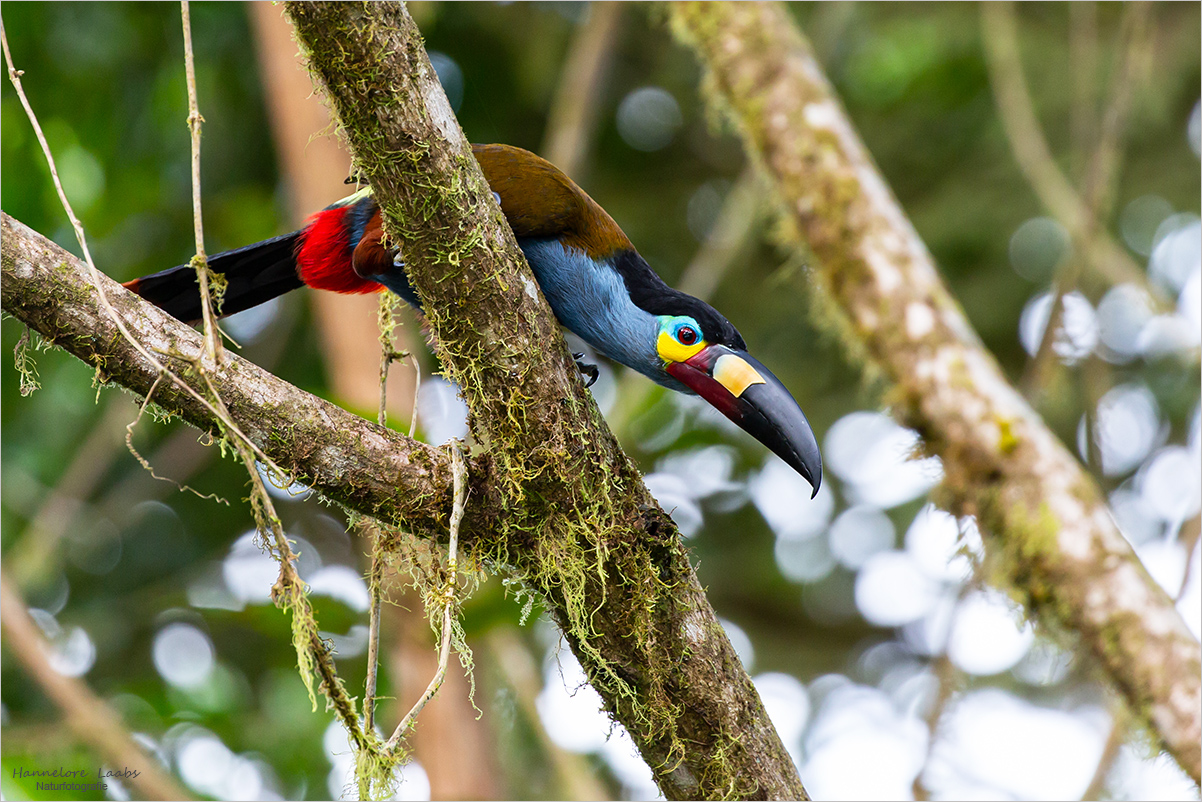 Plate-billed Mountain-toucan