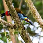 Plate-billed Mountain-toucan